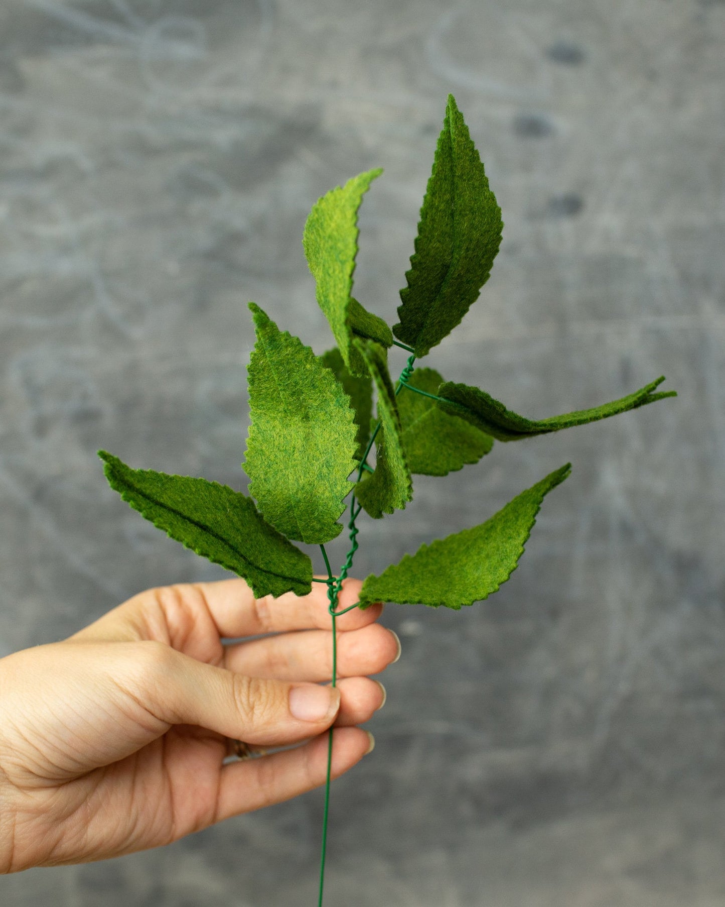 Sweet Chestnut Leaf Stem